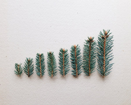 Miniature christmas trees.