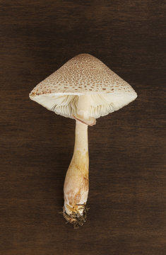 Reddening Lepiota mushroom on dark wood