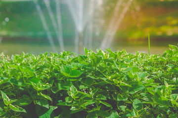 Close up green leaves of bush with water splash of fountain in lake background at outdoor garden. (Selective focus)