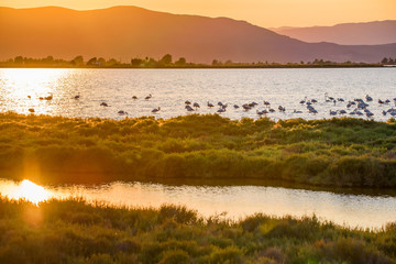 Flamingos in Ebro Delta nature park, Tarragona, Catalunya, Spain. Copy space for text.