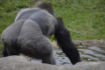 Fototapeta na wymiar Gorilla