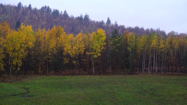 Autumn landscape in forest - (4K)