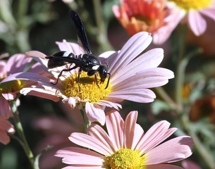 Catholic Wasp