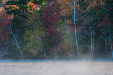 misty birch trees alone the lake