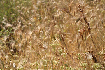 Field. Background with spikelets