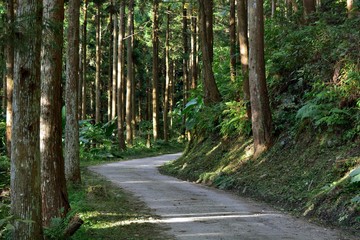 Fototapeta na wymiar Tree in a forest, Forest in the Hsinchu,Taiwan