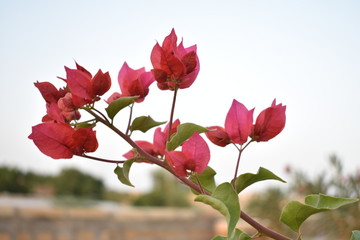 beautiful bogainvillea flowe