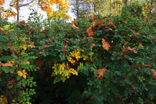 Fallen autumn leaves on a green bush rose hips.