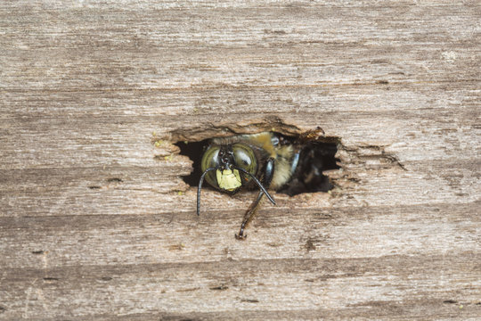 A carpenter bee emerging from a thight opening to her nest borrow in a piece of wood