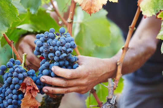 Harvesting grapes with pruning shears