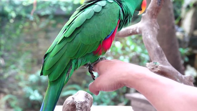 Beautiful bird. The eclectus parrot (Eclectus roratus). The male having a mostly bright emerald green plumage and the female a mostly bright red and purple/blue plumage
