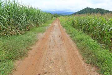Fototapeta na wymiar Country road to the mountain. Green field of young corn and cane field.