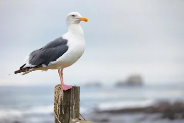 Fotobehang Seagull sitting on a post © Mohammad