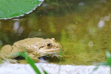 Big frog sitting in the pond with green leaf and grass at day time.