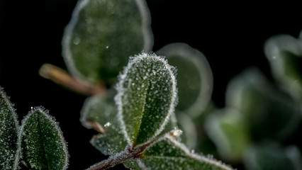 First Frost
