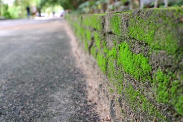 Green moss on brick wall of local street. Selective focus with blurred background.