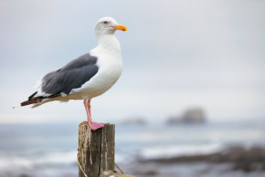 Seagull sitting on a post
