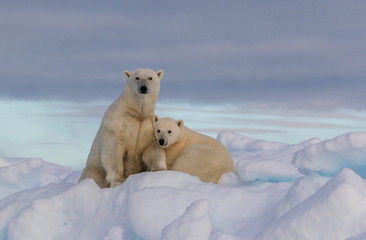 “Northern Comfort” -  A polar bear yearling cub snuggles in comfort with mother polar bear on a...