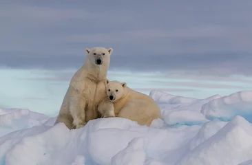 Foto op Canvas &quot Northern Comfort&quot  - Een jaarlingjong van een ijsbeer nestelt zich comfortabel met moeder ijsbeer op een besneeuwde ijsberg. De Zeven Eilanden, Svalbard, het Noordpoolgebied, Noorwegen. © richardseeley