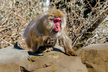 Earth Toned Fur and Bright Pink Face on a Japanese Macaque Foraging on a Rocky Outcrop 