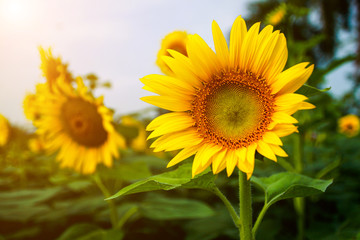 Sunflowers bloom for the morning sun.