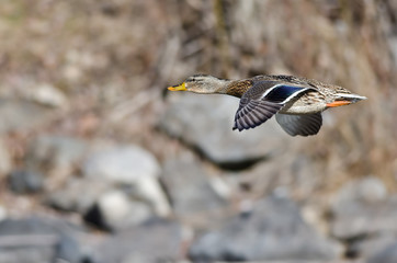 Mallard Duck Flying Low Over the River