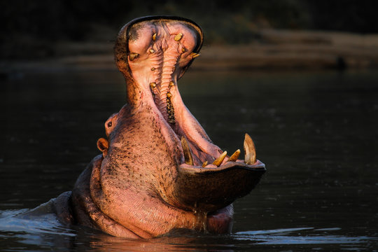 Hippo