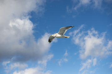 Fototapeta na wymiar Seagulls flying in the blue sky.