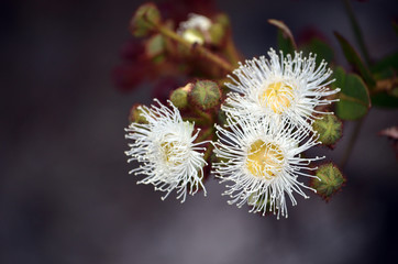 White and yellow Dwarf Apple gumtree flowers and buds, Angophora hispida, in the Royal National Park, Sydney, Australia