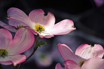 Fototapeta na wymiar Close up of a pink magnolia flower
