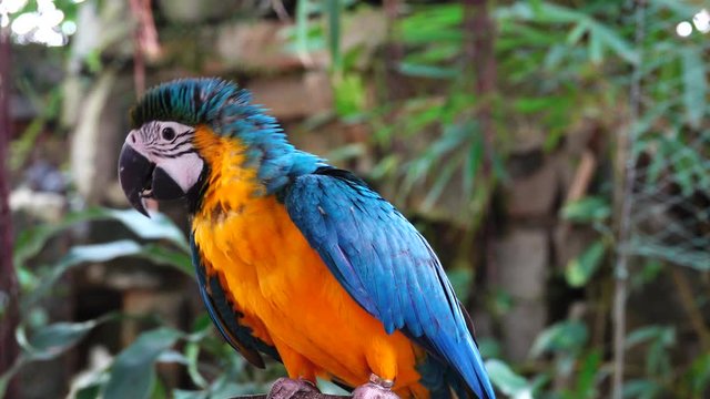 The blue-and-yellow macaw (Ara ararauna), also known as the blue-and-gold macaw, is a large South American parrot. It is a member of the large group of neotropical parrots known as macaws