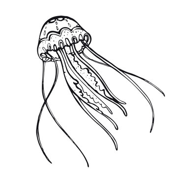 Jellyfish. Hand-drawn inhabitant of the underwater world