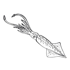 Obraz premium Squid. Hand-drawn inhabitant of the underwater world