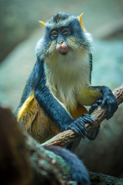 Wolf's Mona Monkey