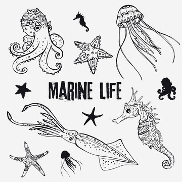 Set of linear marine life in the sketch style octopus, jellyfish, two starfish, seahorse, squid
