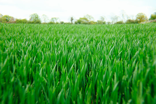 Scenic view of grassy field