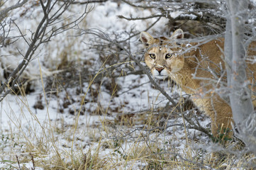Puma concolor