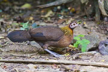 A female Red Jungle Fowl
