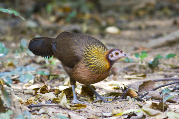 A female Red Jungle Fowl