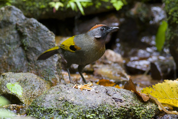 Silver eared lauhingthrush, a colorful wild bird.