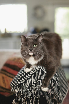 one-eyed cat