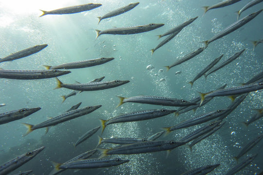 Barracuda Swim