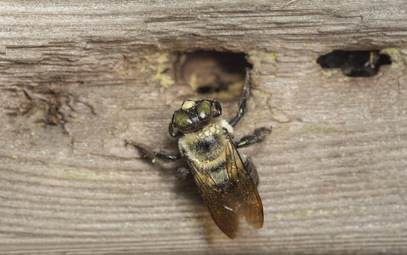 A carpenter bee near the entrance to her nest