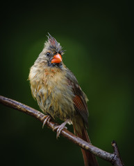 Rain Drenched Cardinal