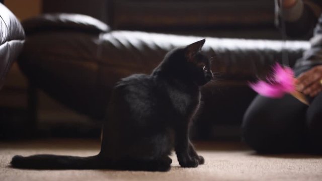  Young woman playing with cute black kitten at home