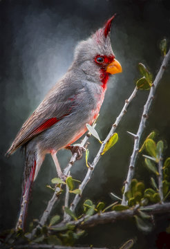 Pyrrhuloxia Portrait