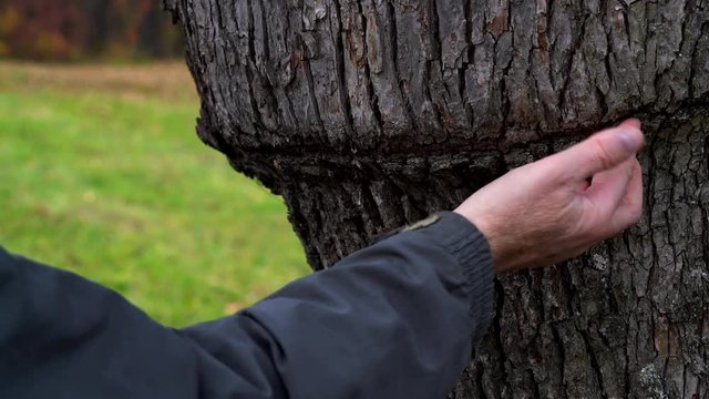 Man touches the place of grafting on pear tree - (4K)