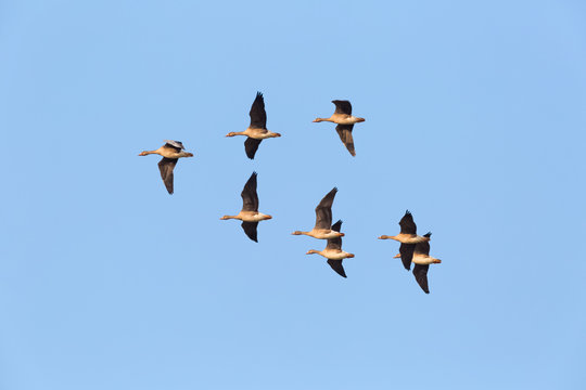 wild geese flying