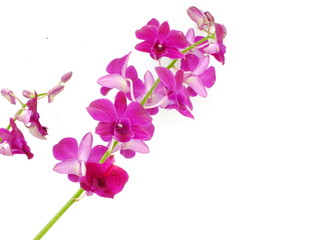 Fototapeta na wymiar beautiful orchid bud isolated on white background