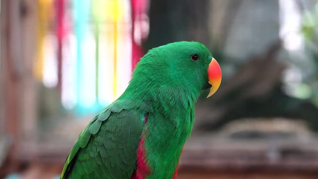 Beautiful bird. The eclectus parrot (Eclectus roratus). The male having a mostly bright emerald green plumage and the female a mostly bright red and purple/blue plumage